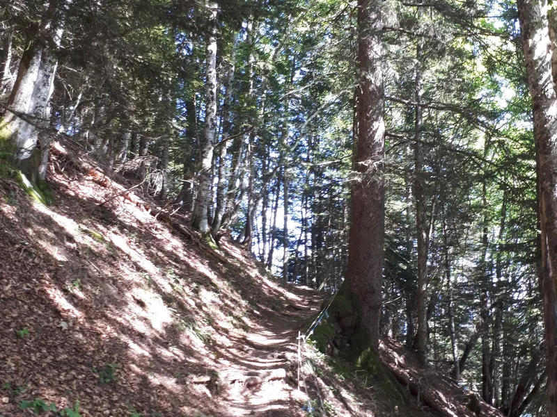 Sentier d'accès au refuge de Larrieux par la forêt